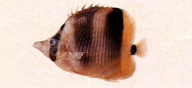 Chaetodon ulietensis烏利蝴蝶魚