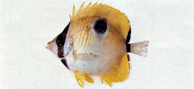 Chaetodon unimaculatus一點蝴蝶魚