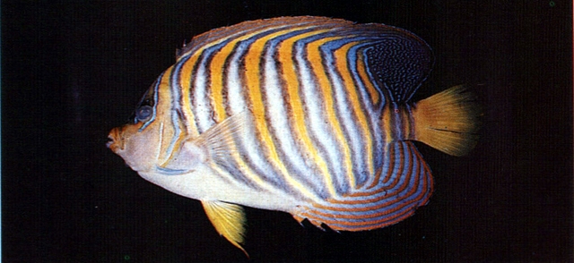 Pygoplites diacanthus雙棘甲尻魚