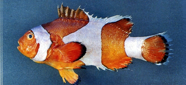 Amphiprion ocellaris眼斑雙鋸魚