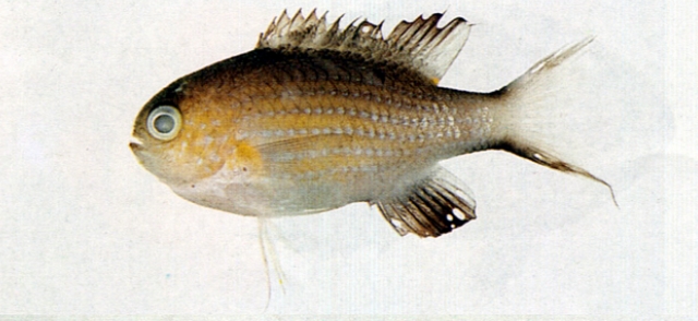 Chromis vanderbilti凡氏光鰓雀鯛