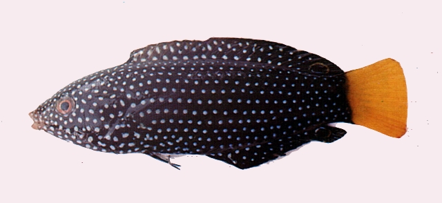 Anampses meleagrides黃尾阿南魚