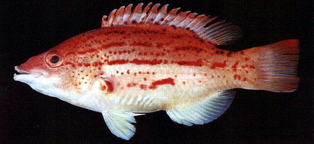 Bodianus rubrisos紅點斑狐鯛
