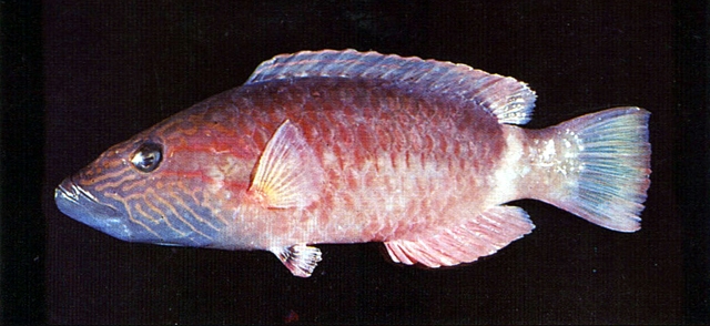 Oxycheilinus unifasciatus單帶尖唇魚