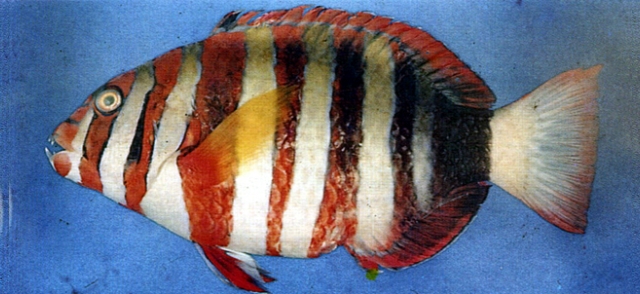 Choerodon fasciatus七帶豬齒魚