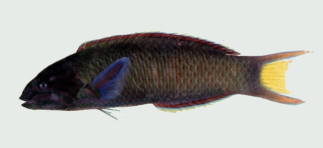 Thalassoma lunare新月錦魚