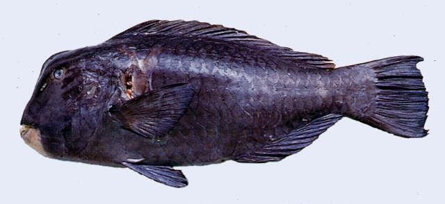 Bolbometopon muricatum隆頭鸚哥魚