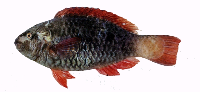 Scarus frenatus網紋鸚哥魚