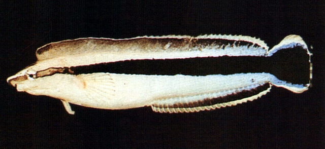 Aspidontus taeniatus縱帶盾齒鳚