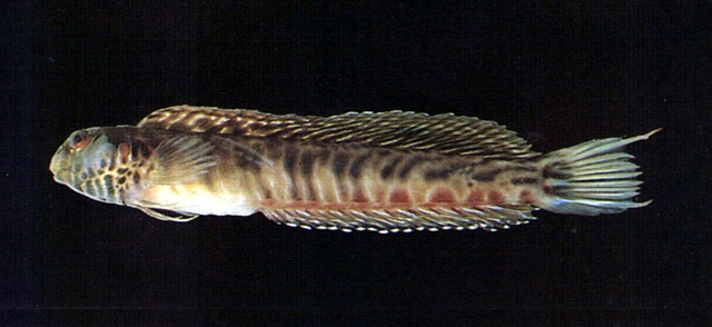 Omobranchus punctatus斑點肩鰓鳚