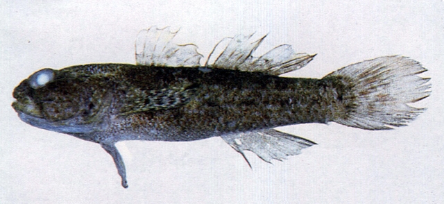 Bathygobius cyclopterus圓鰭深鰕虎