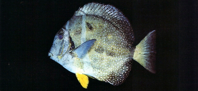 acanthurus guttatus  斑点刺尾鲷