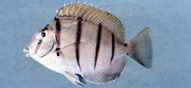 Acanthurus triostegus綠刺尾鯛