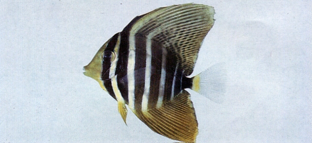 Zebrasoma velifer橫帶高鰭刺尾鯛