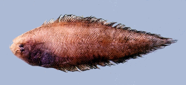 Cynoglossus kopsii格氏舌鰨