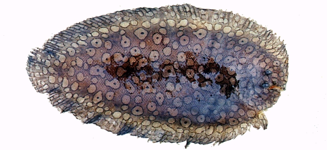 Pardachirus pavoninus眼斑豹鰨