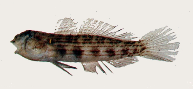 Gnatholepis cauerensis高倫頜鱗鰕虎