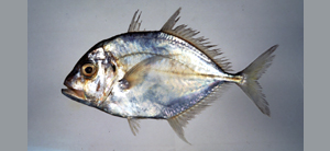 Carangoides talamparoides白舌若鰺