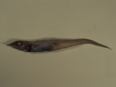 Coelorinchus brevirostris短吻腔吻鱈