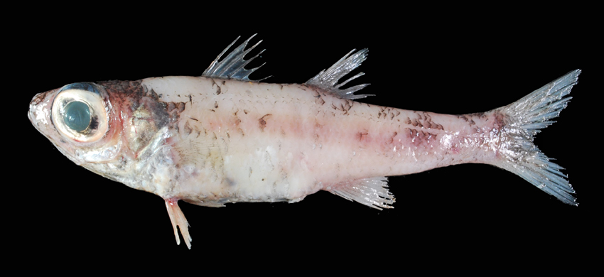 Epigonus denticulatus細身深海天竺鯛