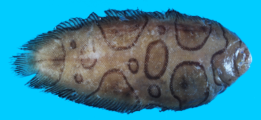 Brachirus annularis雲斑寬箬鰨
