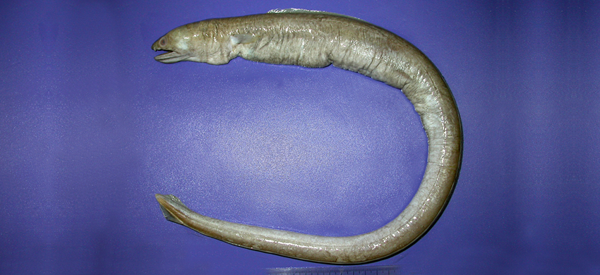 Ophichthus urolophus裙鰭蛇鰻