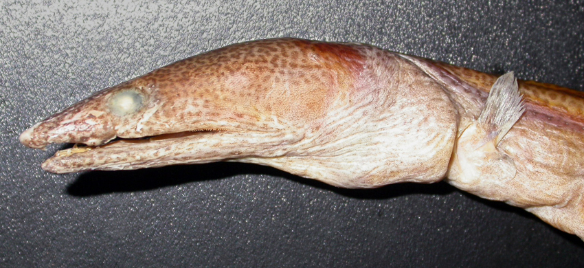 Xyrias revulsus列齒蛇鰻