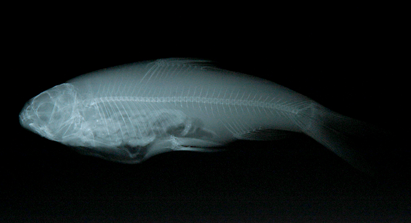 Onychostoma alticorpus高身白甲魚