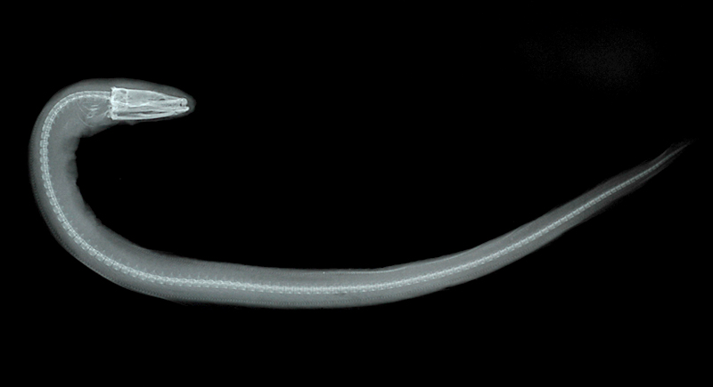 Kaupichthys diodontus雙齒眶鼻擬鯙