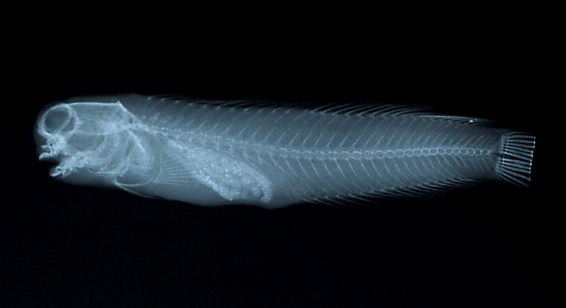 Ecsenius lineatus線紋無鬚鳚