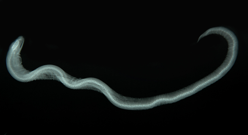 Uropterygius micropterus小鰭尾鯙