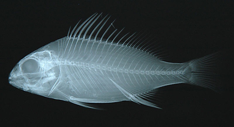 Pomadasys maculatus斑雞魚
