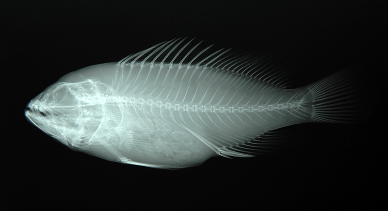 Epinephelus awoara青石斑魚
