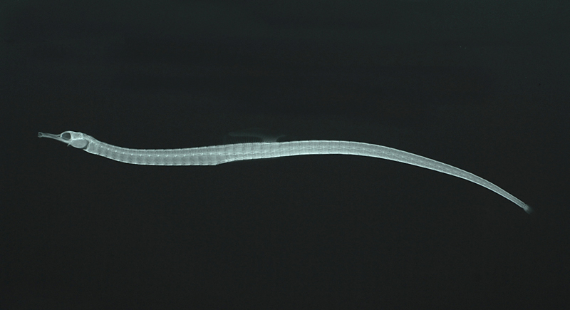 Corythoichthys flavofasciatus黃帶冠海龍