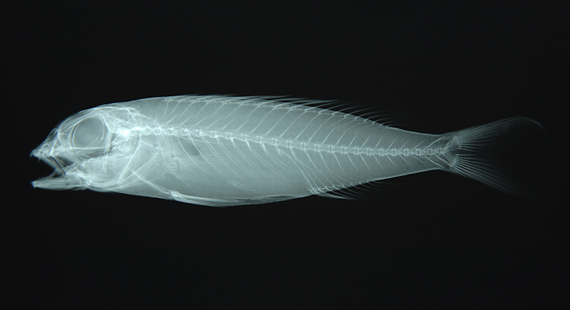 Nemipterus zysron姬金線魚