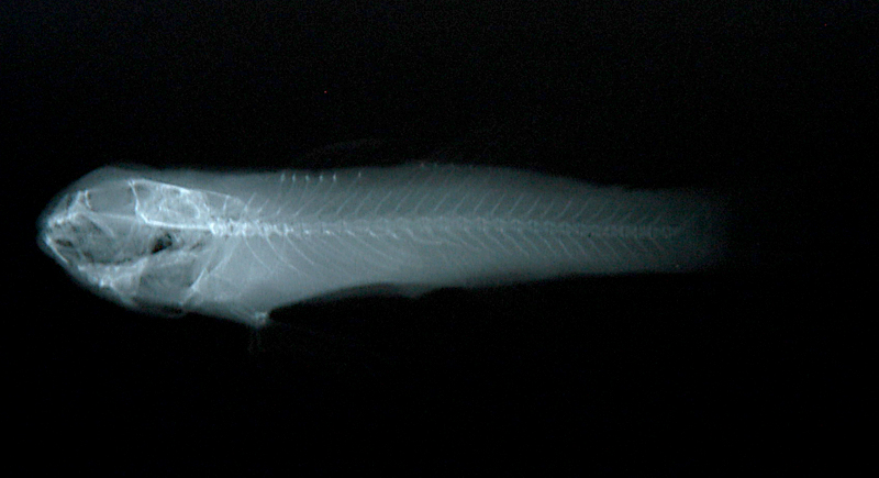 Bathygobius coalitus藍點深鰕虎
