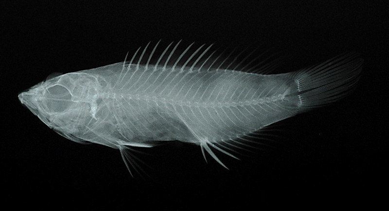 Pseudocheilinus evanidus姬擬唇魚