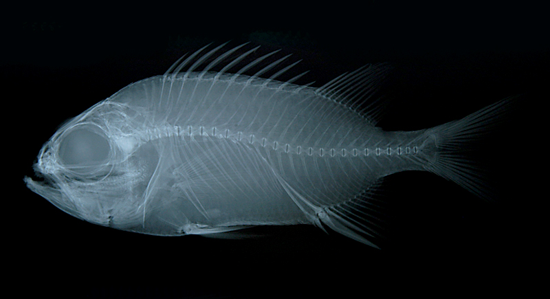 Myripristis chryseres黃鰭鋸鱗魚