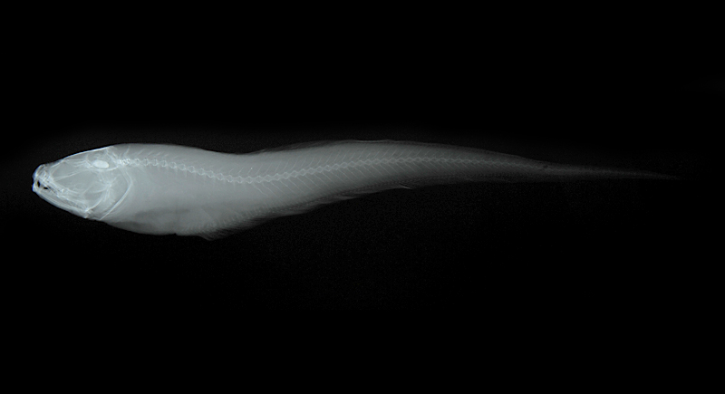 Pyramodon ventralis纖尾錐齒隱魚