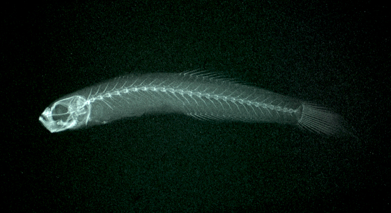 Parioglossus taeniatus帶狀舌塘鱧