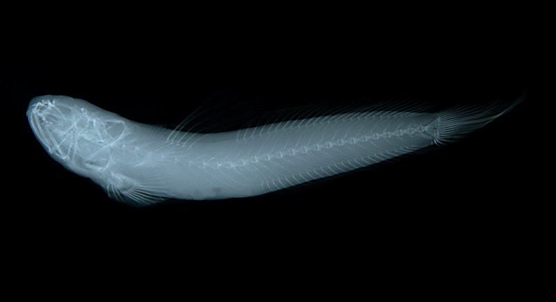 Boleophthalmus pectinirostris大彈塗魚