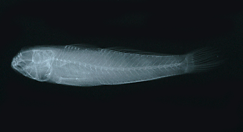 Gnatholepis anjerensis頜鱗鰕虎