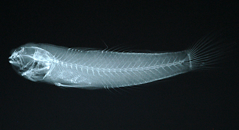 Gnatholepis cauerensis高倫頜鱗鰕虎