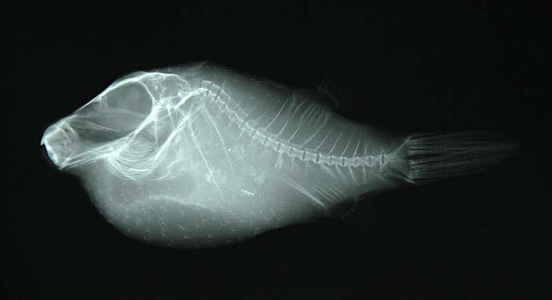 Canthigaster rivulata水紋尖鼻魨