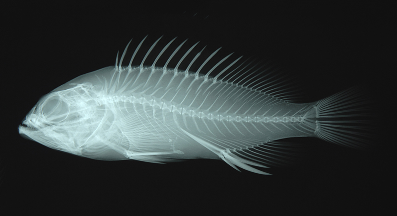 Epinephelus spilotoceps吻斑石斑魚