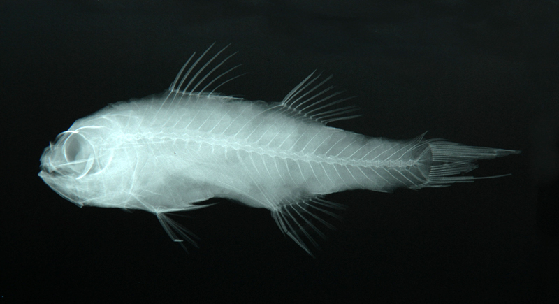 Bathysphyraenops simplex深海擬野鱸
