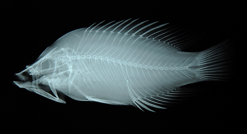 Epibulus insidiator伸口魚