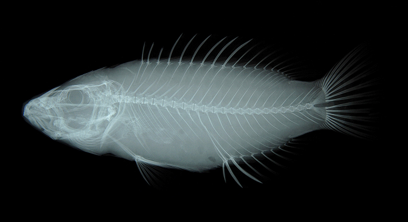 Oxycheilinus digramma雙線尖唇魚