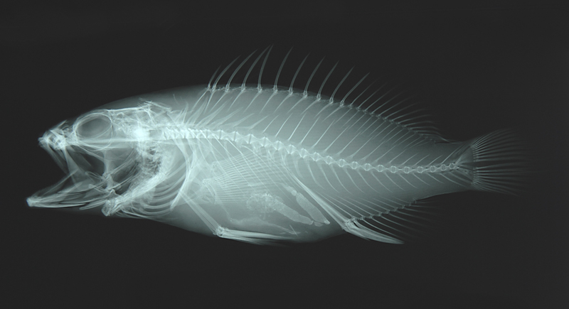 Epinephelus ongus紋波石斑魚