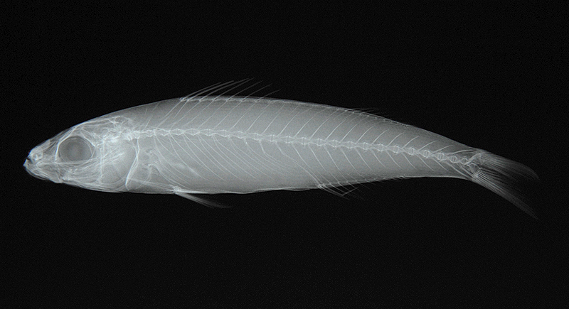 Dipterygonotus balteatus雙鰭烏尾鮗